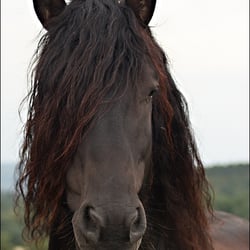 Friese