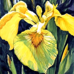 Iris – Aquarell und Gouache