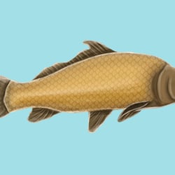Illustration für Marketingmaßnahmen des Landesanglerverbands Sachsen-Anhalt