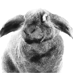 lapin