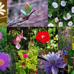 BLUMEN & BLÜTEN Ii