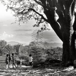 Children at the Big Tree – Kontum Village – Central Highland – Vietnam