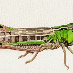 Grashüpfer