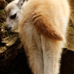 Baby Lama
