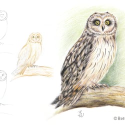 Drawing step-by-step