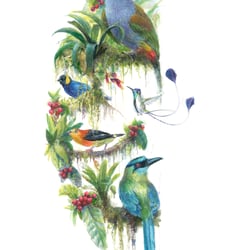 Watercolour for cofee package