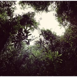 RAINFOREST .03