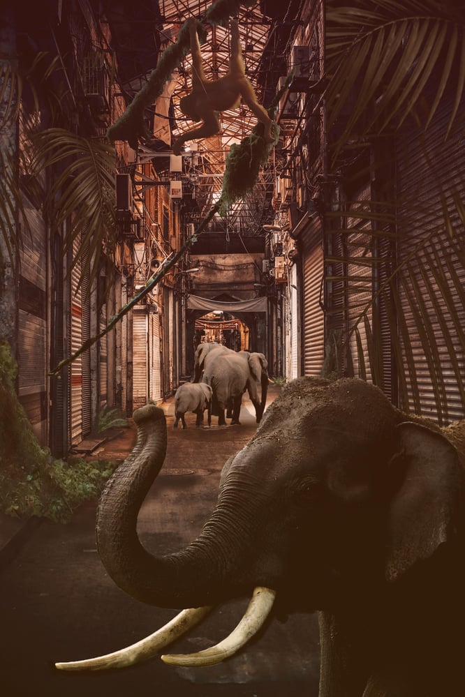 It’s a jungle out there