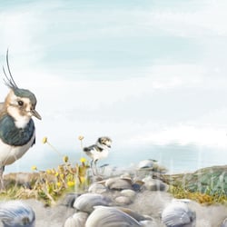 Lapwing