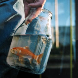 Der kleine Goldfisch hatte keinen Hunger mehr und fühlte sich im Glas sehr sicher und geborgen…
