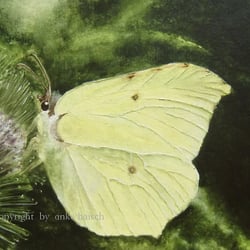 Zitronenfalter, Aquarell auf Papier