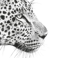 Afrikanischer Leopard