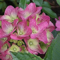 Hortensie