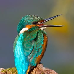 Europäischer Eisvogel (Alcedo atthis)