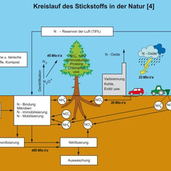 Schaubild Biologie