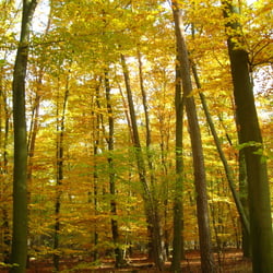 Herbstwald