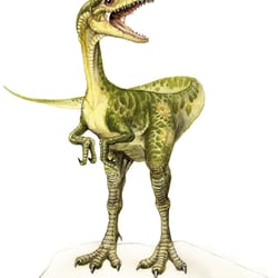 compsognathus