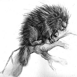 Baumstachler