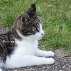 CAT AUG . 2014