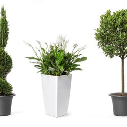 Auftragsfotografie für ein Gartencenter mit Pflanzenverleih
