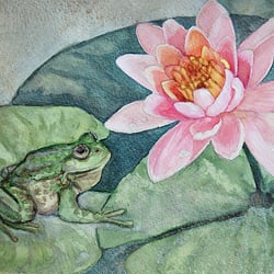 Frosch und Lotos