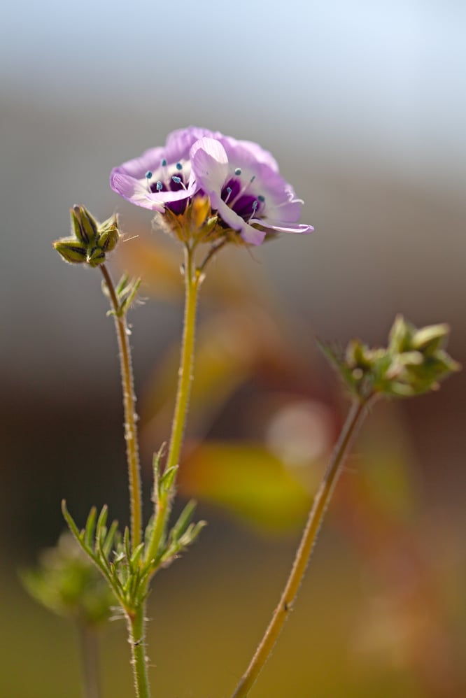 Wildflowers of the Ballona, Los Angeles’s last remaining wetland