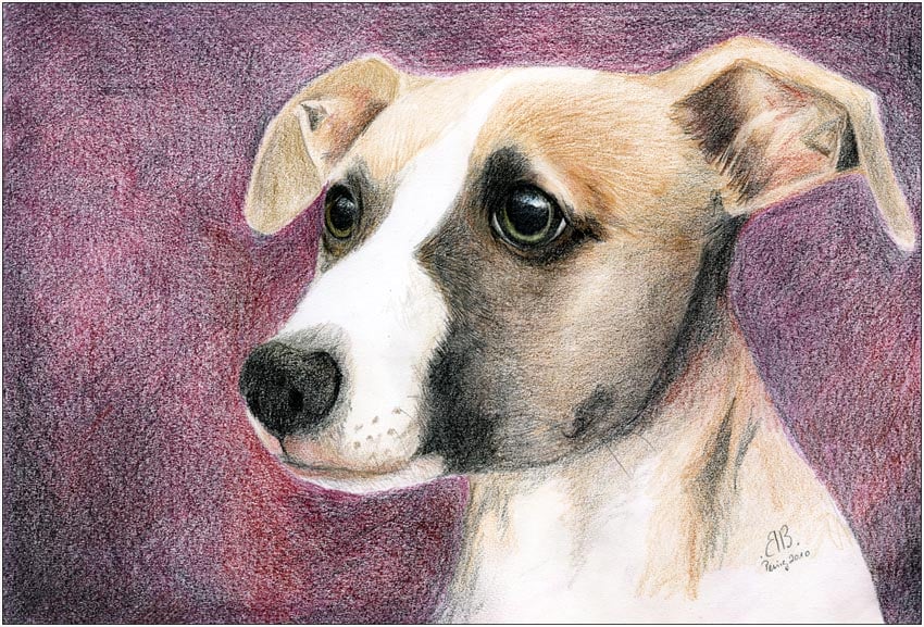Portrait Hund