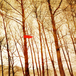 Red Wood