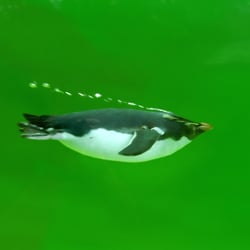 Pinguin