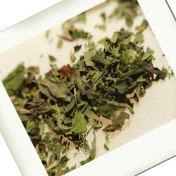 Βoτανα – Herbs- Kräuter – Gewürze- Fotoübungen Jun. 2017