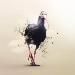 Wilder Waldrapp