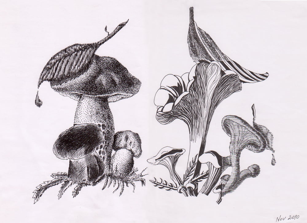 Pilze