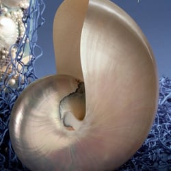 Nautilus Pompilius