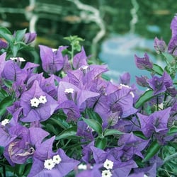 Bougainvilla