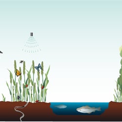 Ecosystem 1