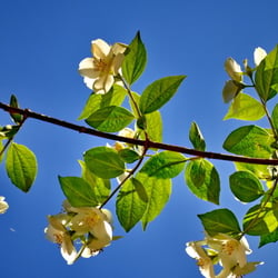 Blumen