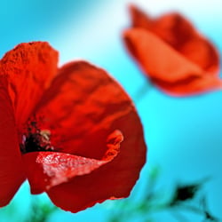 just flowers 07