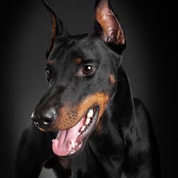 Dobermann-web