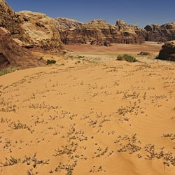 Wüste[n]Landschaft  :::  Wadi Rum