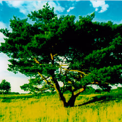 Landschaft