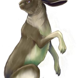 arctic-hare-final