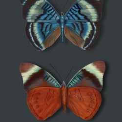 Schmetterlinge Panacea Regina