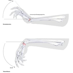 Palmarflexion & Dorsalextension