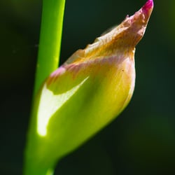 Botanical garden