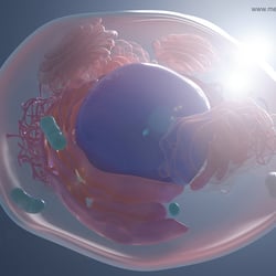Menschliche Zelle mit Zellorganellen