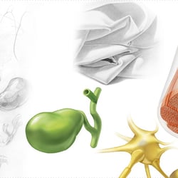 Wissenschaftliche Illustration; Beispiele verschiedener Stadien und Techniken