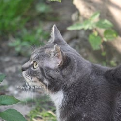 Cat Juli 2014 © by Dina.T
