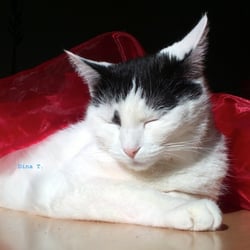 Bastet is Tired.. No 03