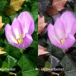 Herbstzeitlose