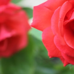 Natur 2012 Blumen Rosen Duo 02